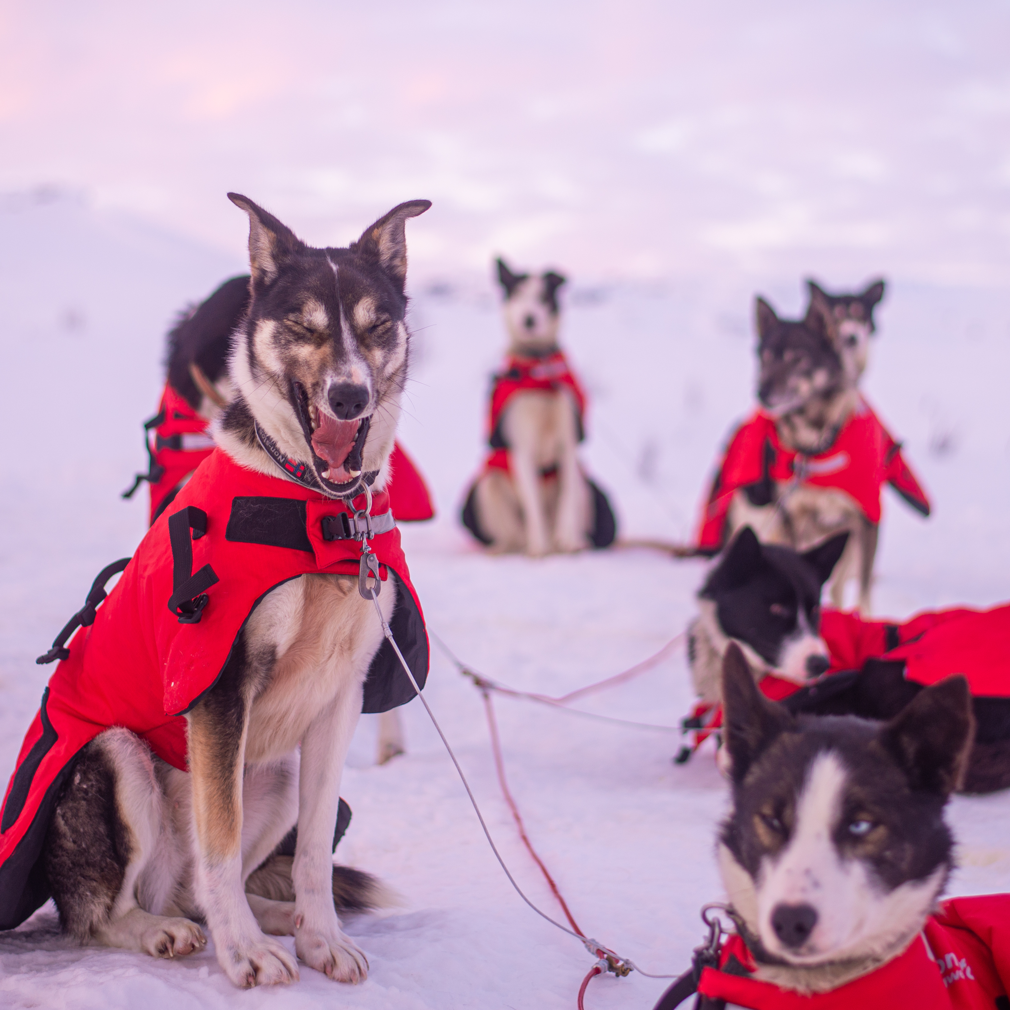 @Lucaslepage Bhtdogs Floyd&Other