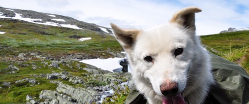 Fjellvandring Med Huskyer