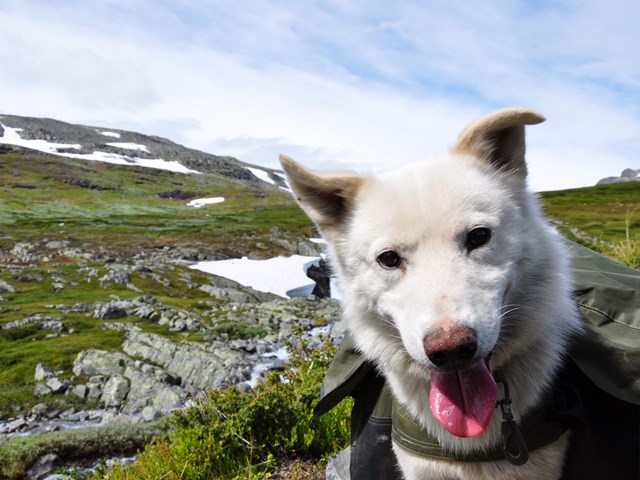 Fjellvandring Med Huskyer