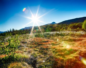 Sommer Myrull Sol