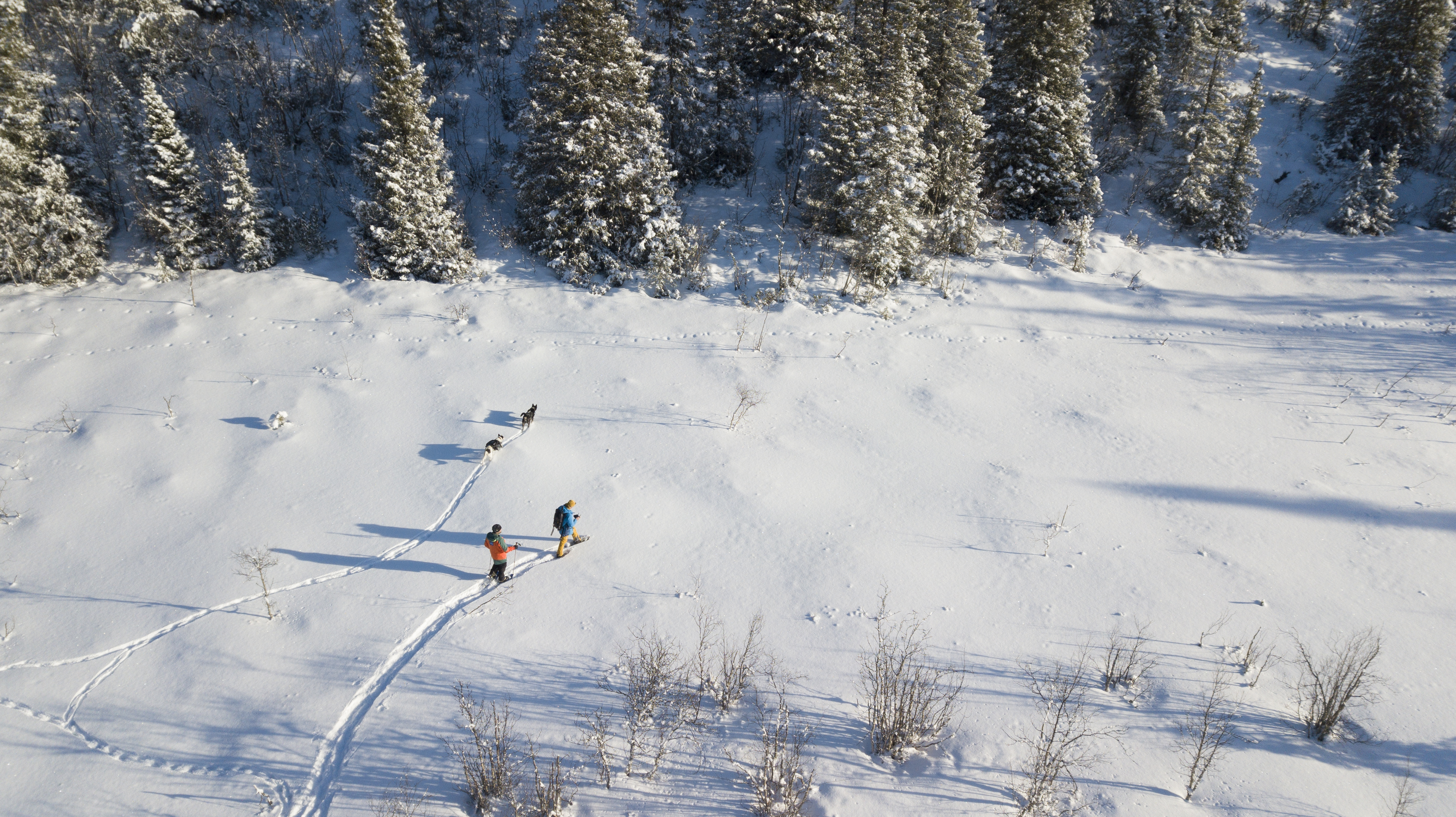 Trugetur Beito Husky