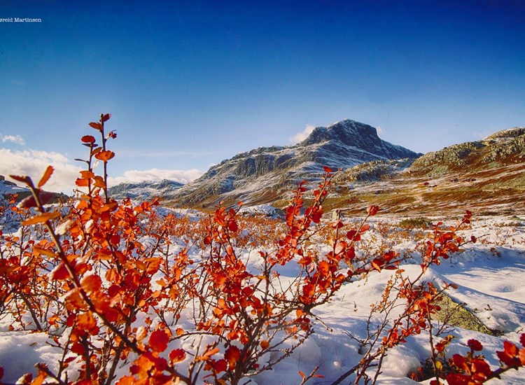 Bitihorn Høst