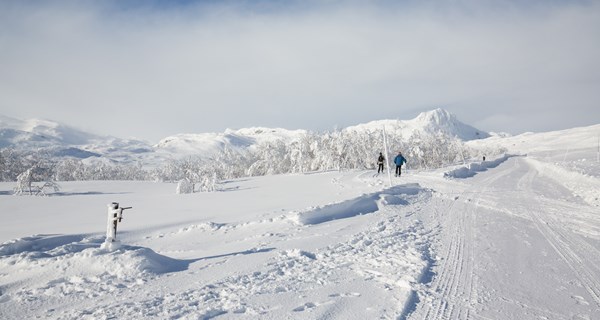Langrennspor Og Bitihorn